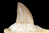 Fossil Mosasaur (Prognathodon) Jaw Section With Tooth - Morocco #116983-1